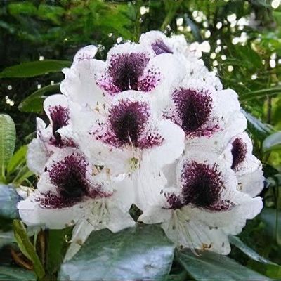 lila topfpflanzen Ceanothus thyrsiflorus ‚Repens' – immergrün & winterhart – lila Blüte