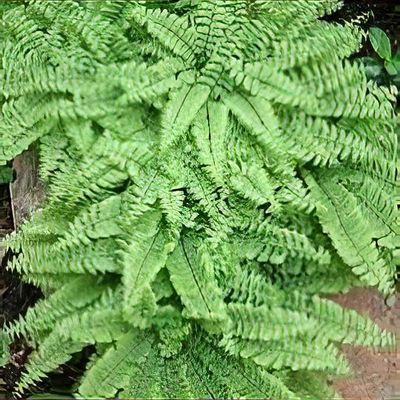 Adiantum sales raddianum fragrantissimum