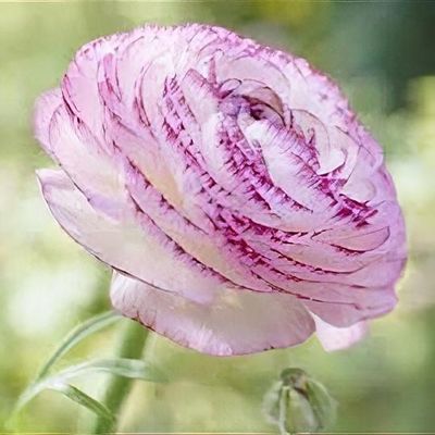 Ranunculus Ballet Slippers Shoot