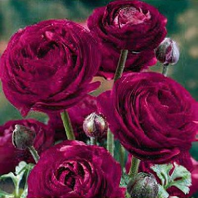 Ballet slipper ranunculus outlet