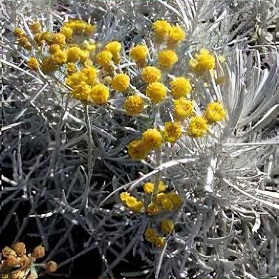 Silver Mist Helichrysum  John Scheepers Kitchen Garden Seeds