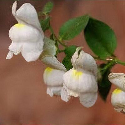 Antirrhinum molle