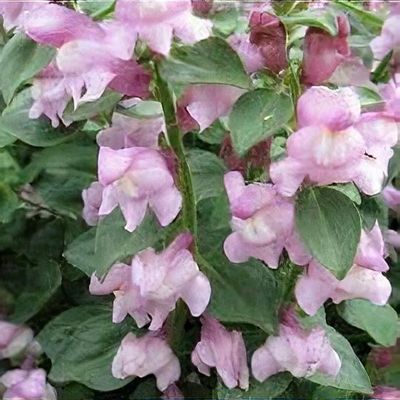 Antirrhinum hispanicum subsp. hispanicum