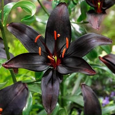 Lilium 'Queen of the Night' - Shoot