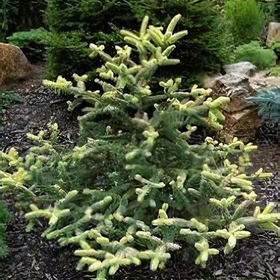 abies numidica glauca 接ぎ木苗 （abies koreana アビエスコレ