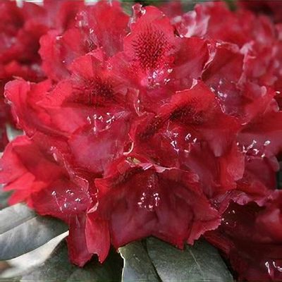 Rhododendron 'Cherry Kiss' - Shoot