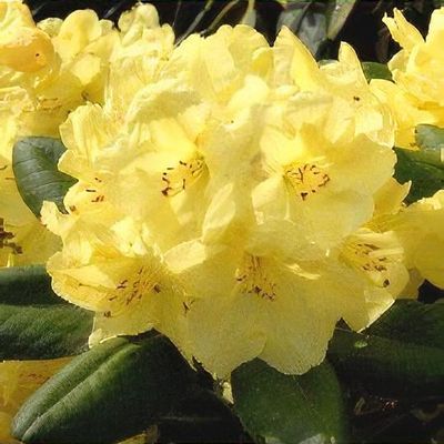 Rhododendron 'Goldinetta' - Shoot