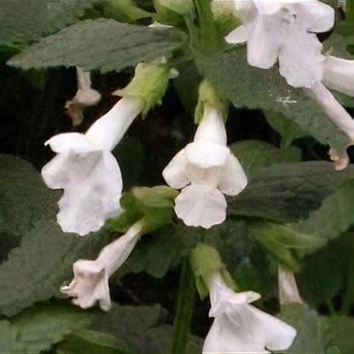 Melittis melissophyllum subsp. albida - Shoot