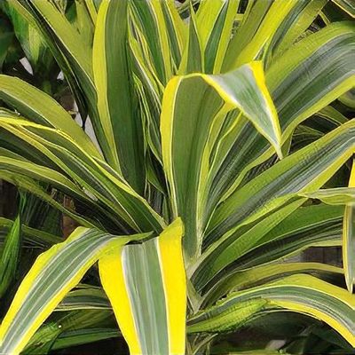 efeutute weiß grün Epipremnum pinnatum 
