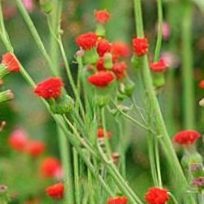 Emilia sonchifolia subsp. javanica - Shoot