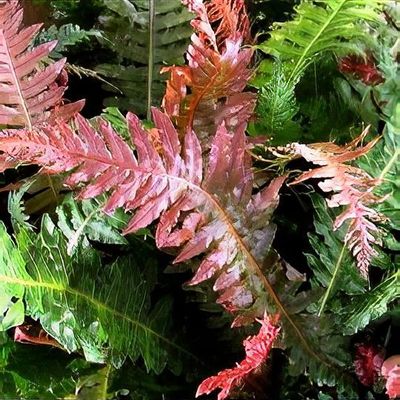Blechnum brasiliense 'Volcano'