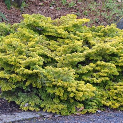Abies numidica 'Glauca' - Shoot