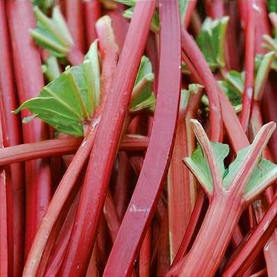 Rheum x hybridum 'Crimson Red' (Rhubarb)