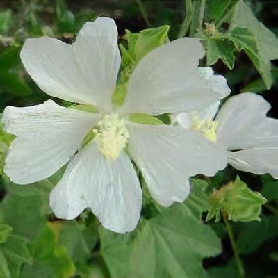 Semi Di Lavatera Trimestris 'Ruby Regis' – Malva Annuale Per Pascolo D'Api – Thompson & Morgan 6450
