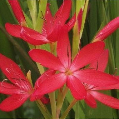 Hesperantha coccinea 'Jennifer' – Ballyrobert Gardens