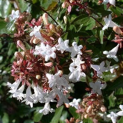 Abel TR2 希少カラー パープル　箱等有 Abelia x grandiflora 'Sherwoodii' - Shoot