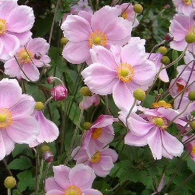 Anemone ‘Frilly Knickers’