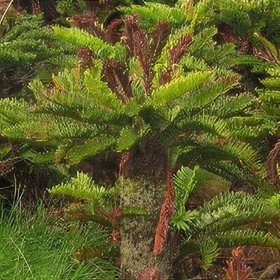 Blechnum palmiforme