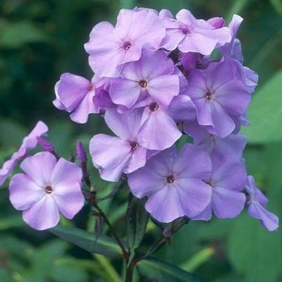 Phlox x procumbens 'Variegata' - Shoot