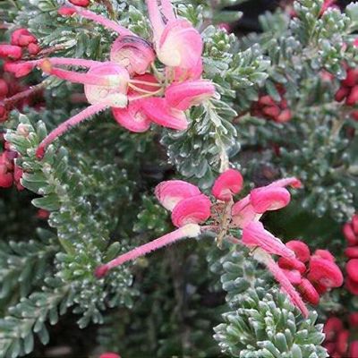 Grevillea lanigera 'Coastal Gem' - Shoot