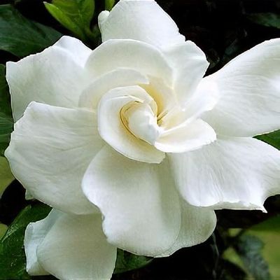 August on sale beauty gardenia