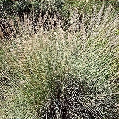 Muhlenbergia sericea (Sweetgrass or Dune Hairgrass) SKU-MUHSER
