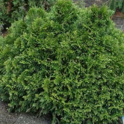 Thuja plicata 'Grune Kugel' - Shoot
