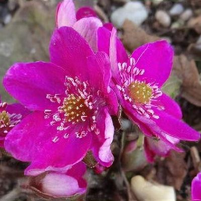 ♈️493 Hepatica/schlyteri(Ash Hy)