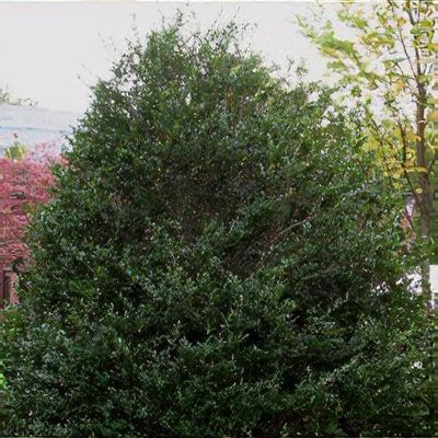 Ilex crenata
