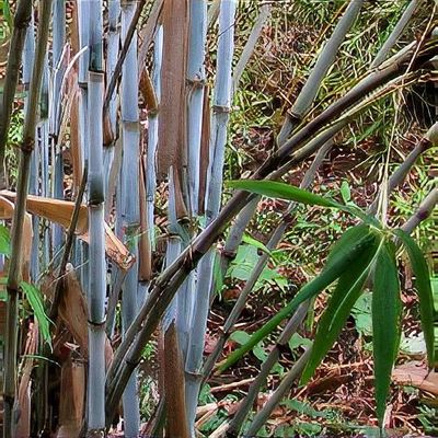 Borinda papyrifera Stapleton - Shoot