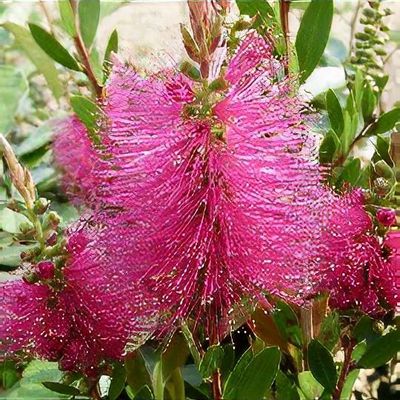 asparagus plant fern Fern Asparagus Foxtail Fern Plant in 10 in. (3 Gal.) Grower Pot –  OnlinePlantCenter main image 1