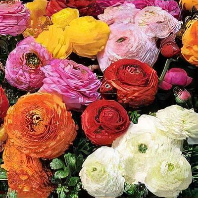 Ballet slipper ranunculus cheap