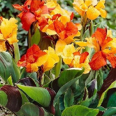 Canna 'Cleopatra' - Shoot