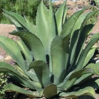 Agave salmiana var. ferox - Shoot