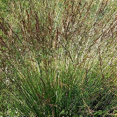 Molinia caerulea new arrivals