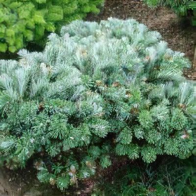 Abies numidica 'Glauca' - Shoot