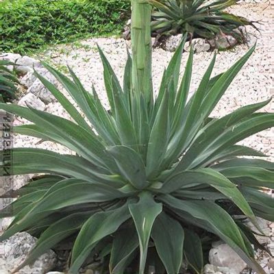 Agave de-meesteriana - Shoot