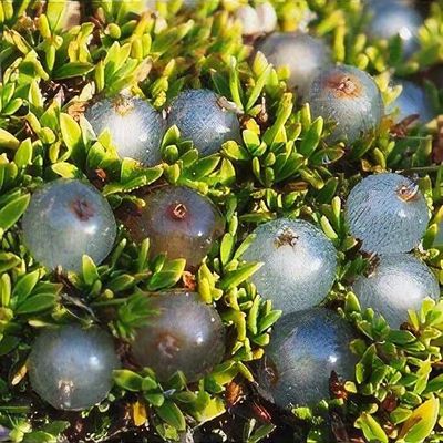 Coprosma petriei