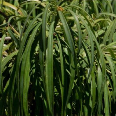 Podocarpus 'Chocolate Box' - Shoot