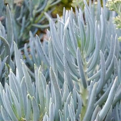Senecio mandraliscae