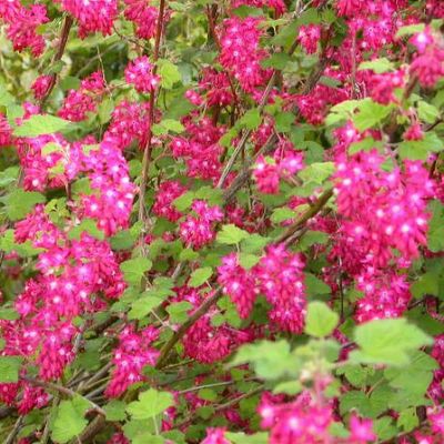 Ribes sanguineum 'Pulborough Scarlet'