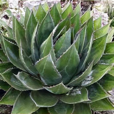 agave nectar benefits Organic Agave Nectar (12.2 oz)