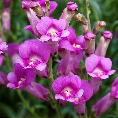 Antirrhinum 'Pretty in Pink'