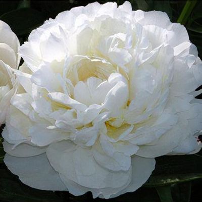 Paeonia lactiflora 'Amalia Olson' - Shoot