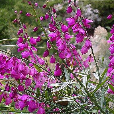 candle plant 35 CANDLE BUSH Cassia Alata Senna Emperor's Candletree Empress Candlebush  Candelabra Golden Ringworm Shrub Yellow Orange Flower Seeds main image 0