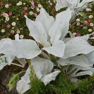 Senecio candicans 'Angel Wings'