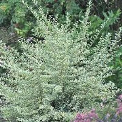 yucca plant Yucca Rostrata For Sale | Yucca Cactus