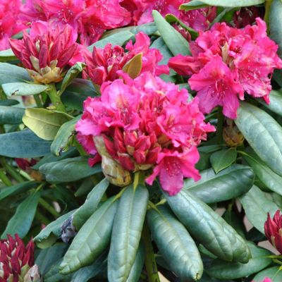 Rhododendron 'Mrs. P. den Ouden' - Shoot