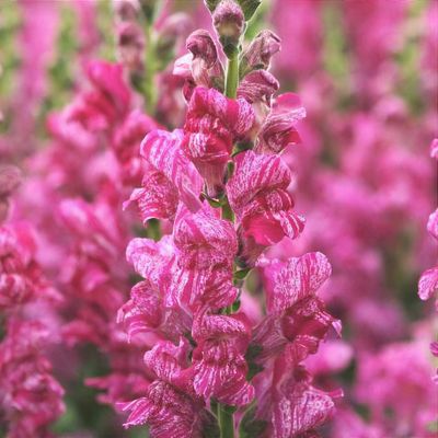 Antirrhinum majus 'Purple Twist'