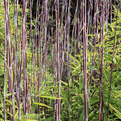 Fargesia nitida 'Volcano' - Shoot